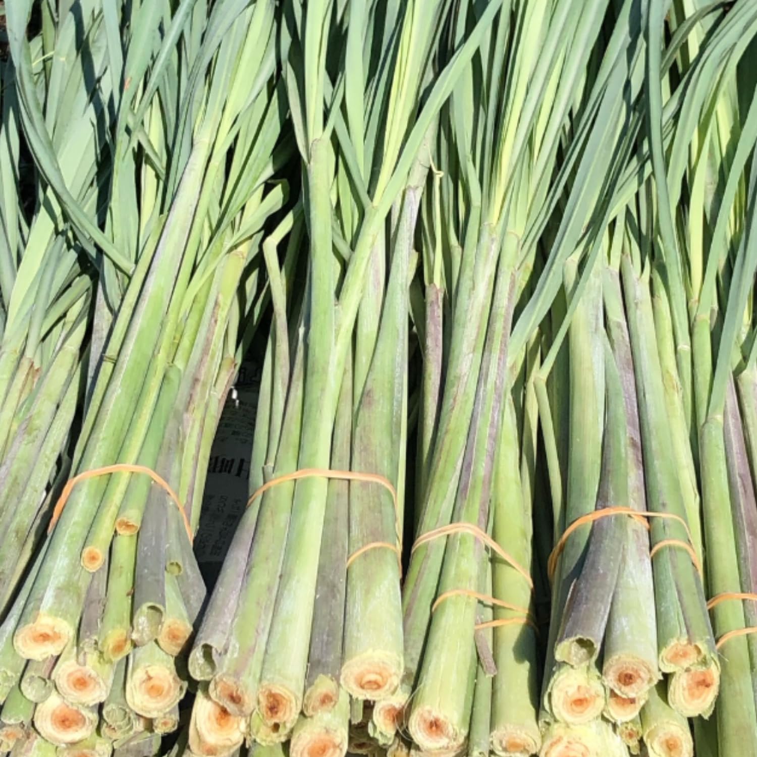 8 Lemongrass Plants Live, Perennial Lemon Grass Live Plant Outdoor Garden, Well-Rooted, 4-6 Inches Tall