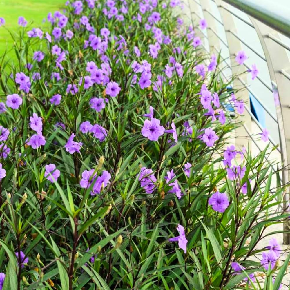5 Purple Mexican Petunia Live Plants, Petunia Plants Live Flowering Perennial to Grow Outdoor Plants, 4-9 Inch Tall