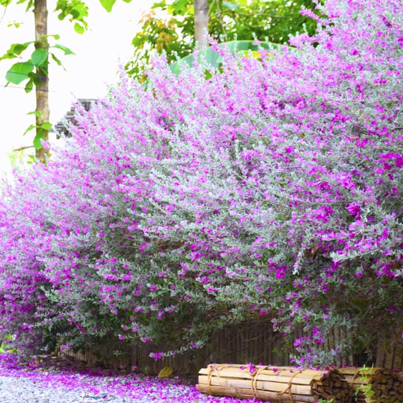 Sets 4 Texas Salvia Sage Plants Live for Spring Planting, Size 4-6" in Tall, Fast-Growing and Quick Flower, Perennial Fragrant Shrubs Bush