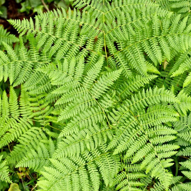 5 Lady Ferns Live Plants Rhizomes, Ferns Live Plants Outdoors Indoors, Pack 5 Bare Roots