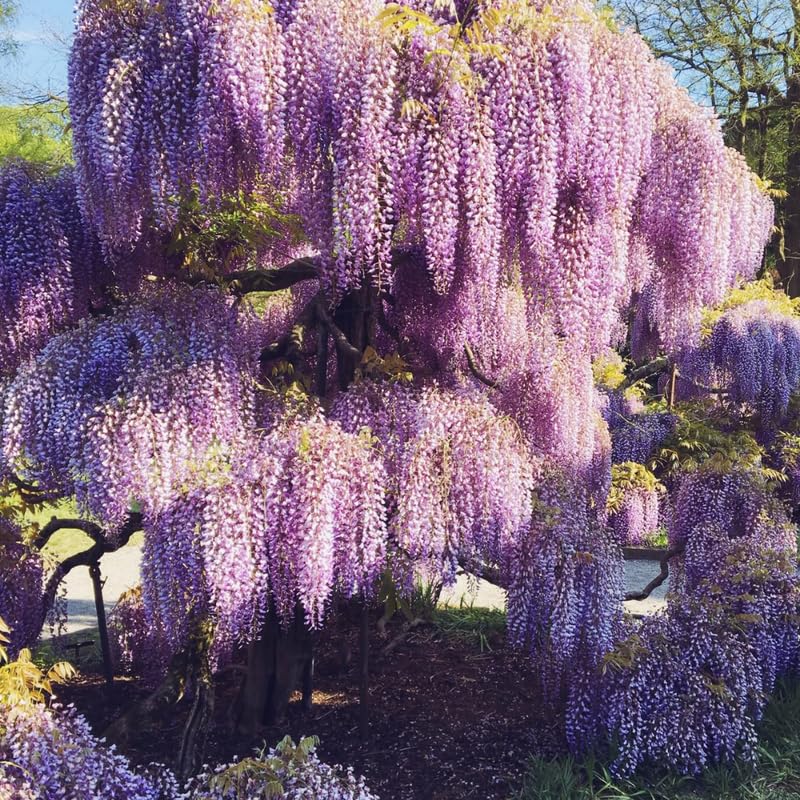 Purple Wisteria Live Plant, Wisteria Tree, 6 to 12 Inch Plant in Pot, Fully Rooted, Hardy Perennial Flower Plants, Dormant in Winter