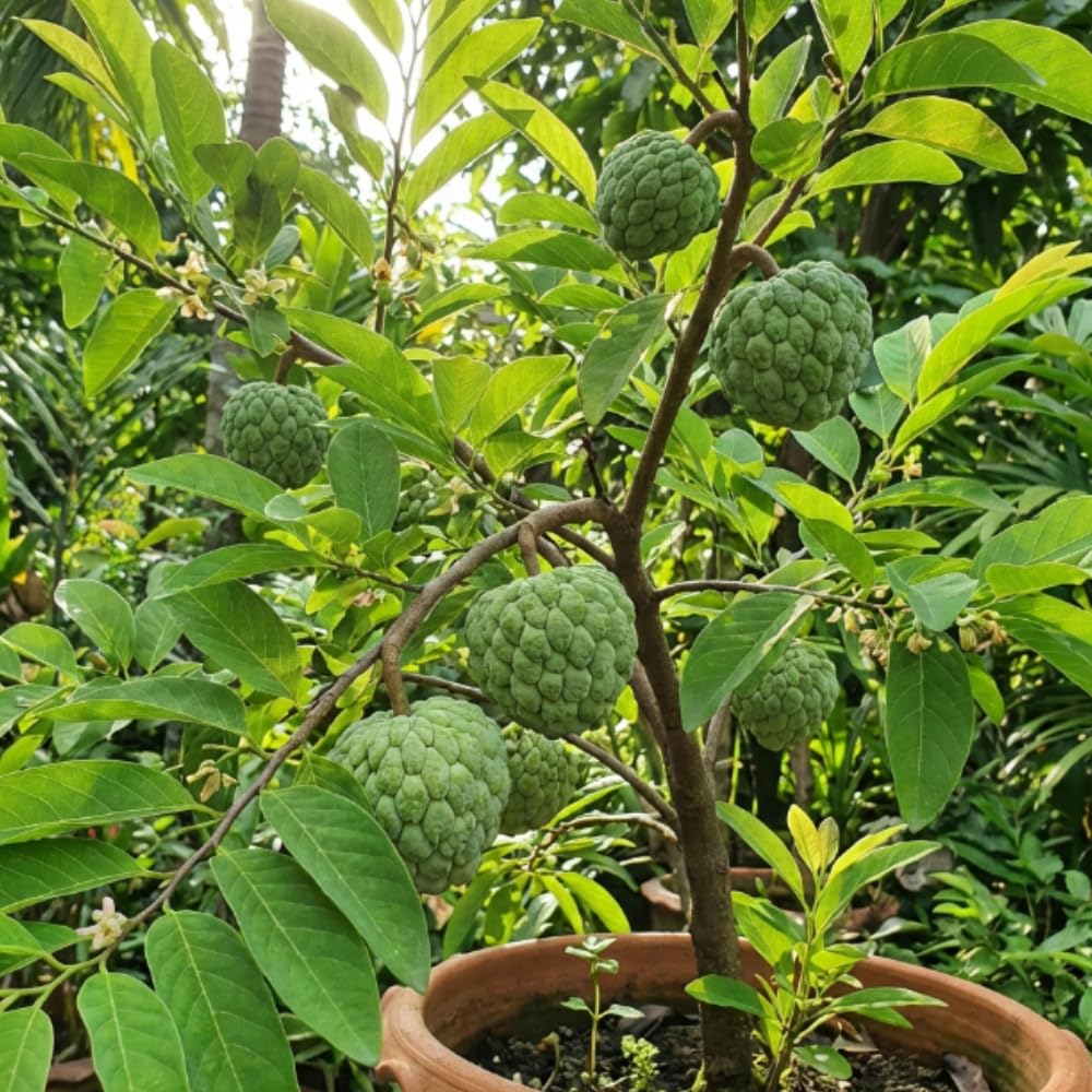 Apple Plant Live, Sweet Tropical Fruit, Sugar Apple Fruit Tree 2-3 Feet Tall in 3 Gallon Pot, Outdoor Planting, No Ship to CA (Green Sugar Apple)