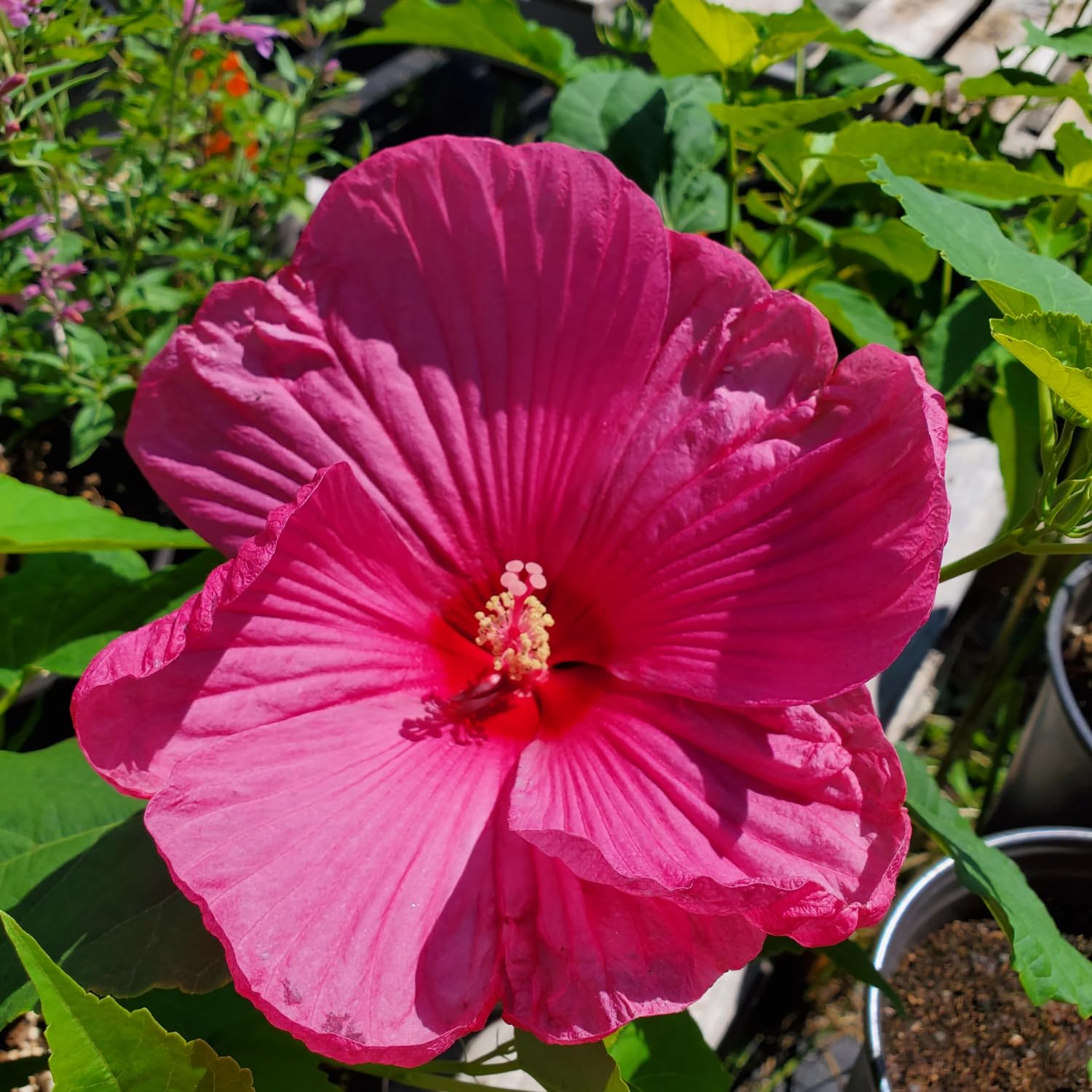 Set 2 Hibiscus Plants Live, Hardy Hibiscus Tree Live Plant, 5-9 Inch Tall, Hibiscus Flowers Plant to Grow (Rose Hibiscus)