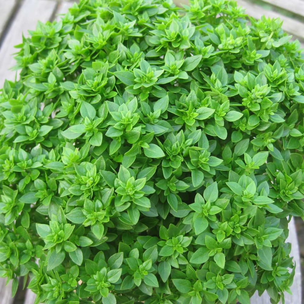 Pack 6 Greek Basil Plants Live, 4-7 Inches Tall, Fragrant Culinary Herb Indoor Outdoor Home Garden, Well-Rooted