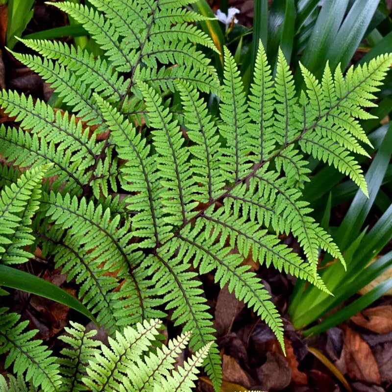 Set 5 Lady Ferns Bare Roots, Ferns Live Plants 4-6 Inches, Hardy Ferns for Shade for Outdoor Garden