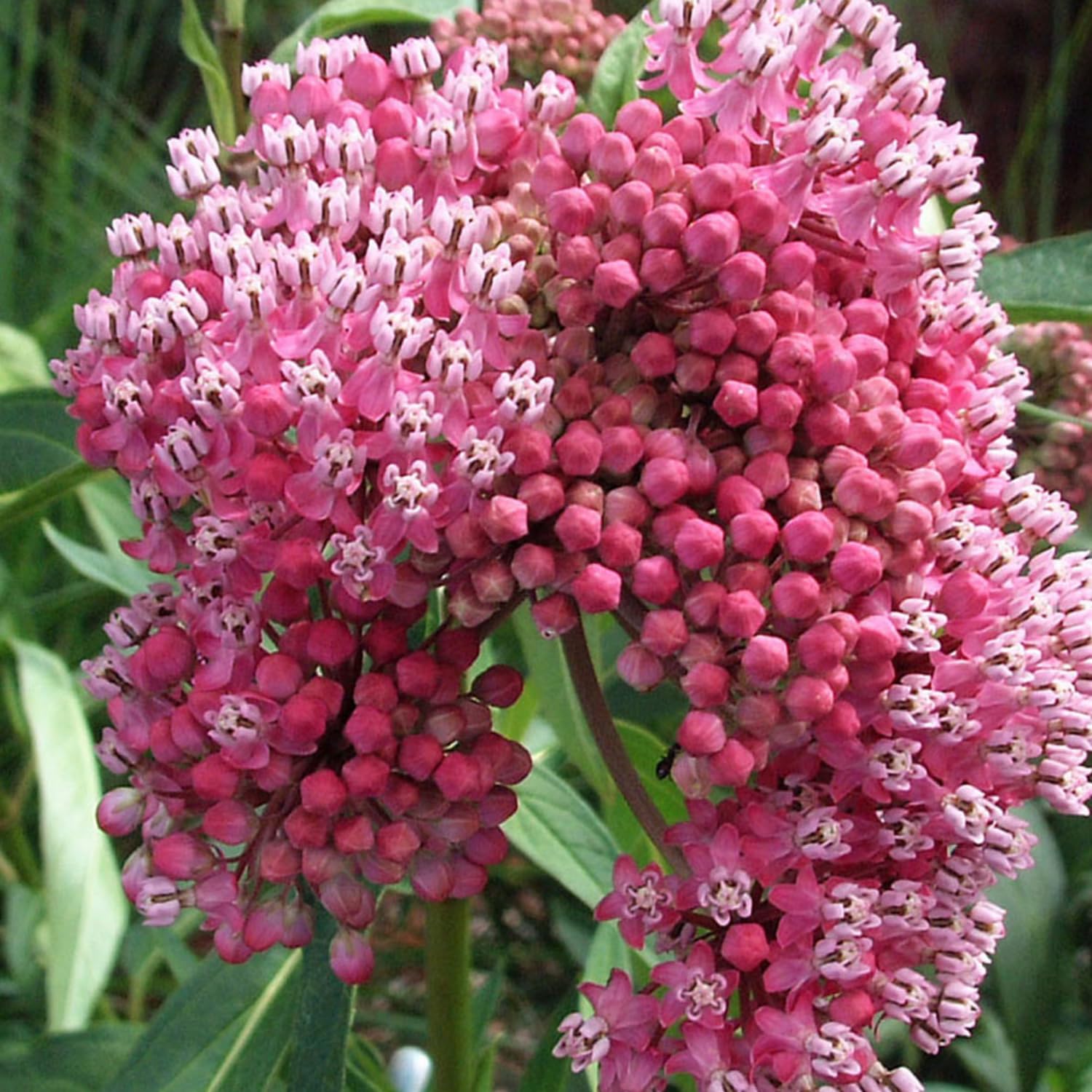 Live Milkweed Plants, 4 Pink Milkweed Live Plants, Asclepias Tuberosa Perennial Flowers for Growing Outdoor Indoor, Flower Plant from 5 to 9 Inches Long