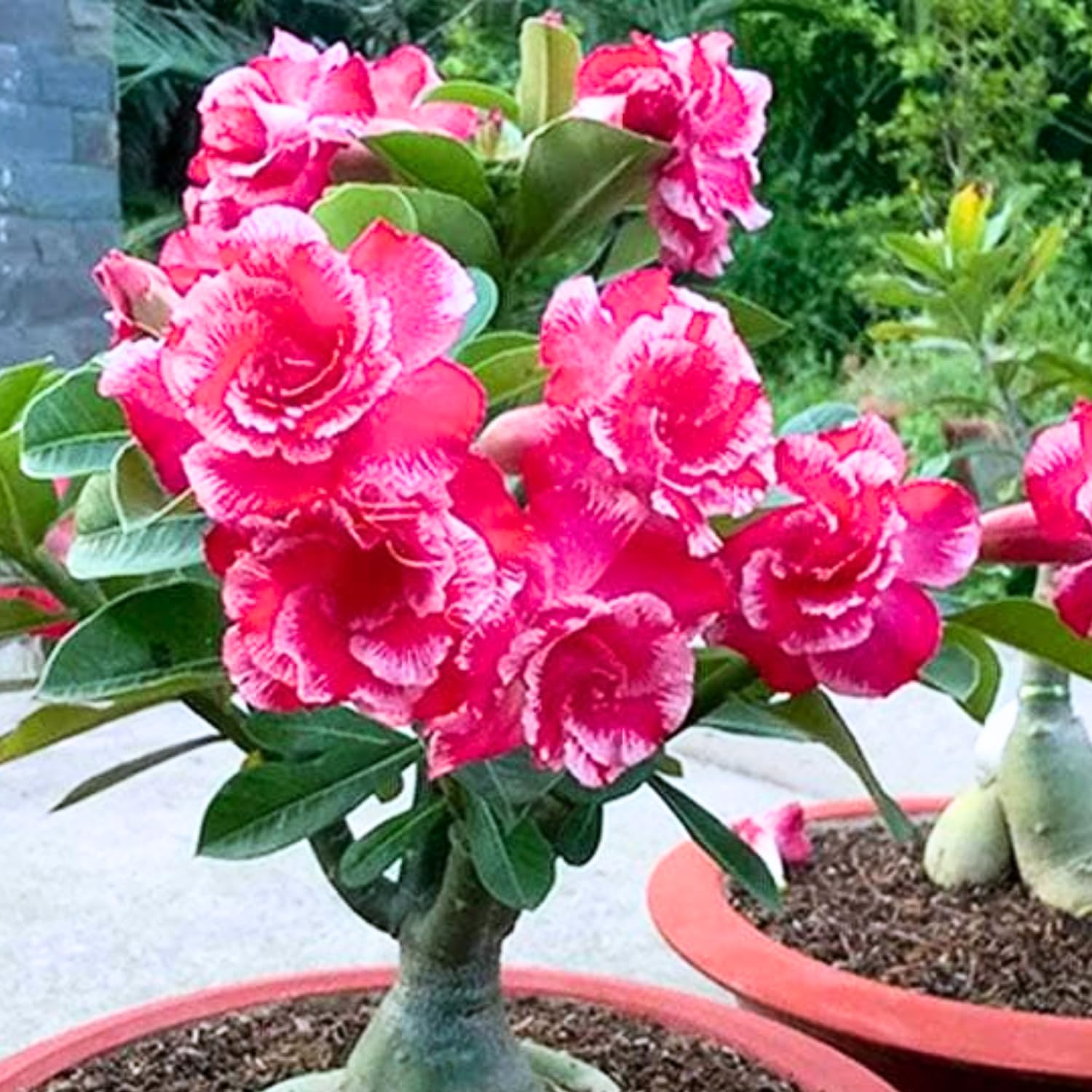 Pink Desert Rose Plant Live, Adenium Desert Rose Bushes Well Rooted, 4-7" Tall, Flowering Succulent Seedling