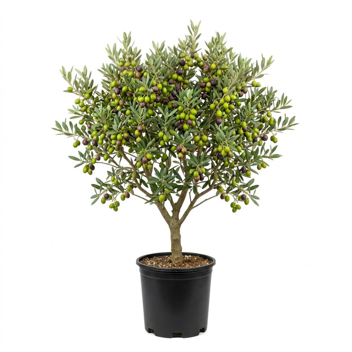 Olive Tree Live Plant 2.5-3 Feet Tall in 3 Gallon Pot, Olive Tree with Silver Green Foliage, Ready to Bear Fruits, Patio, Garden or Container Growing, No CA