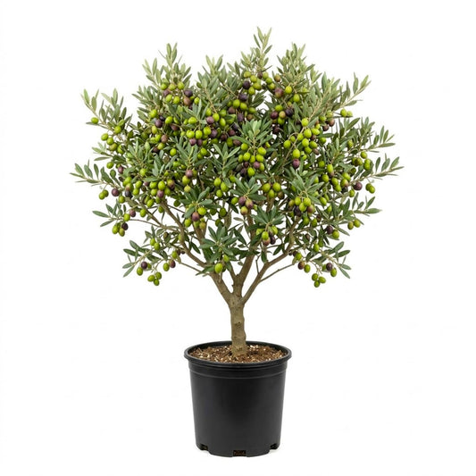 Olive Tree Live Plant 2.5-3 Feet Tall in 3 Gallon Pot, Olive Tree with Silver Green Foliage, Ready to Bear Fruits, Patio, Garden or Container Growing, No CA
