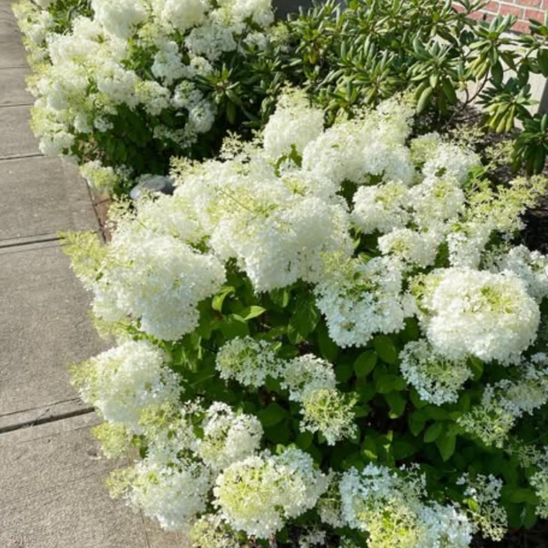 2 Lime Hydrangea Plant Live Rooted Cutting, Hydrangea Tree Live Plant for Planting, 1 to 2 Feet Tall