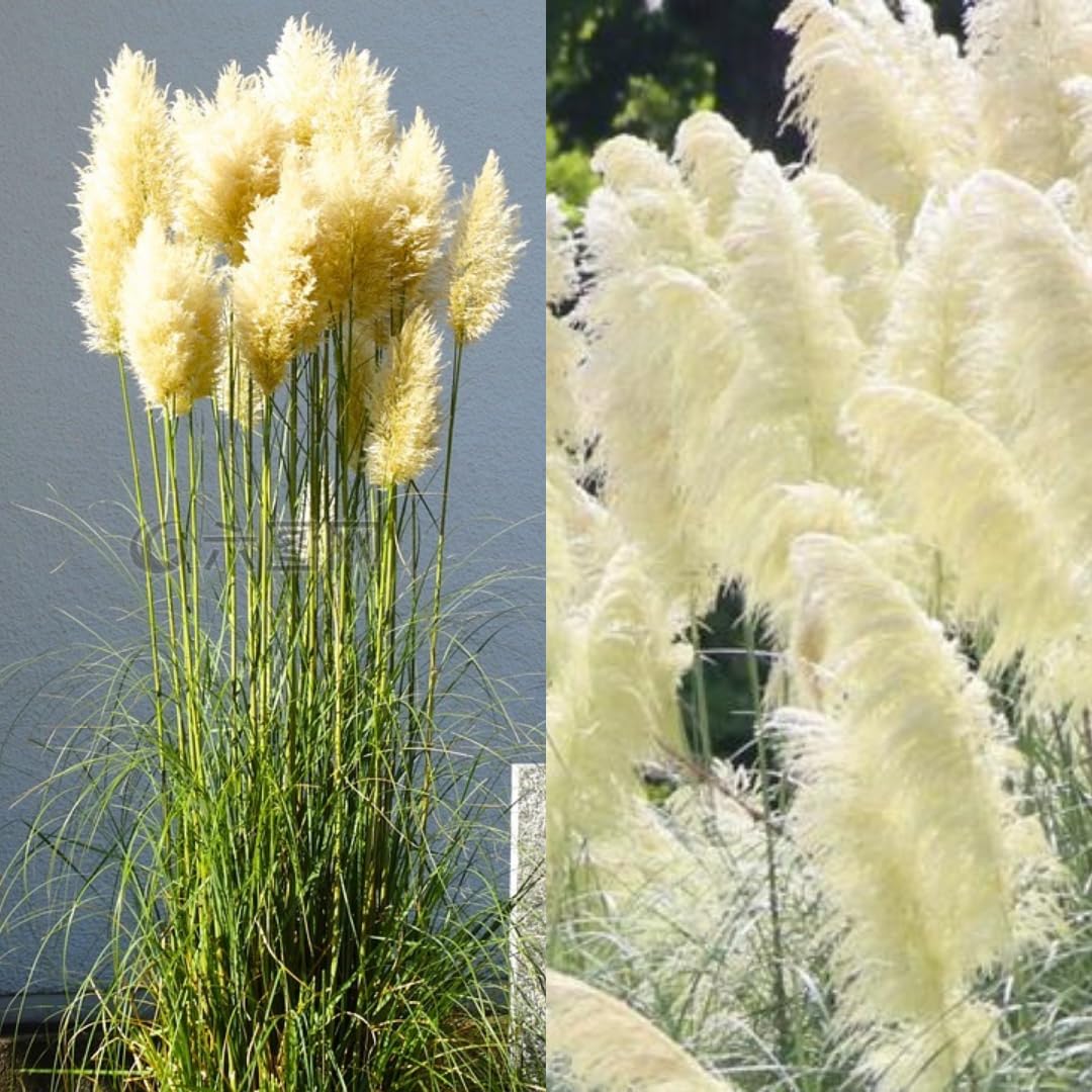 3 White Pampas Grass Plants Live, Ornamental Grasses Live Plants, 5 to 7 Inches Tall