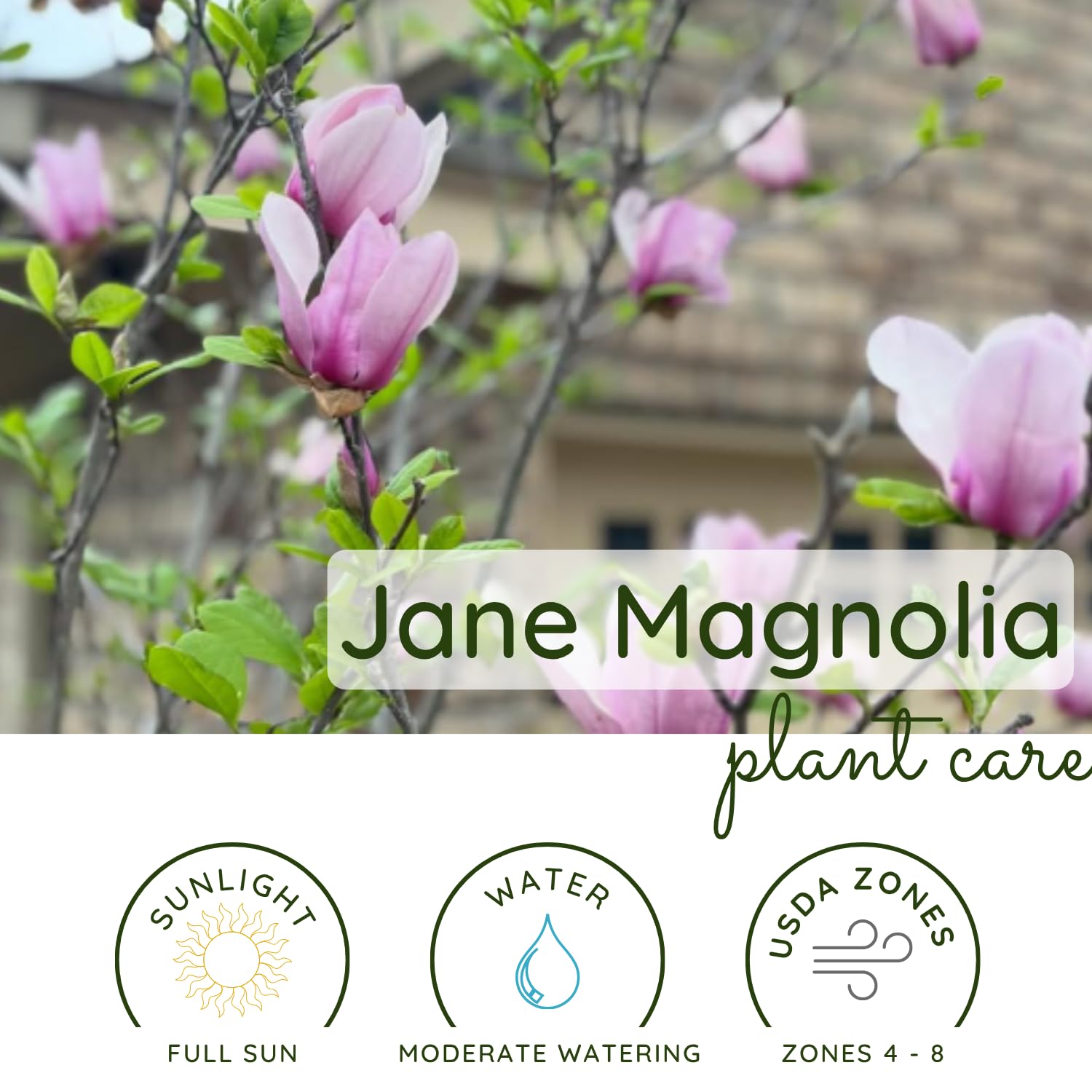 Jane Magnolia Flowering Tree Live, Compact Ornamental Tree for Landscape or Home Garden, 2-3 Ft in 3 Gallon Pot, No Ship to CA