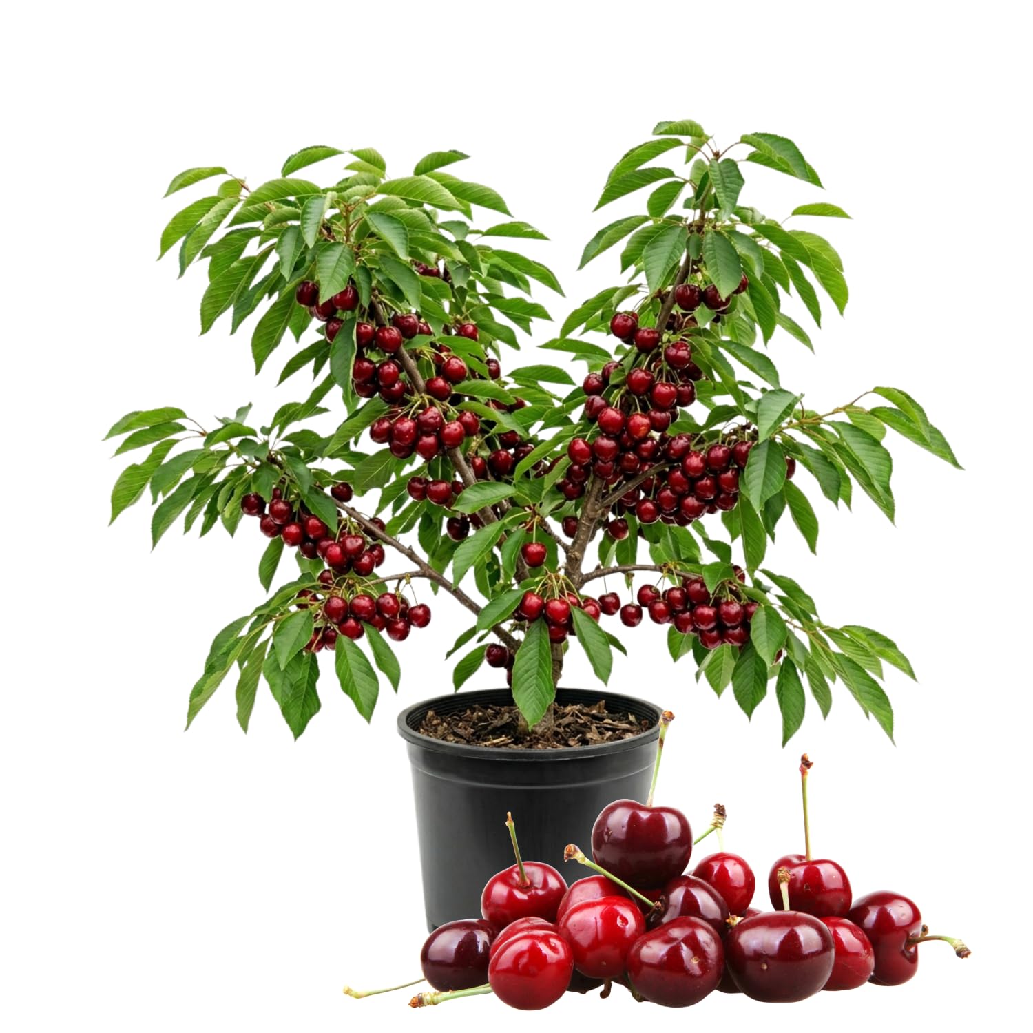 Cherry Tree Live Plant, Cherry Fruit Plant 3-4 Feet Tall in 3 Gallon, Sweet Fruit Tree, Cold Hardy for Outdoor Growing (Red Cherry)