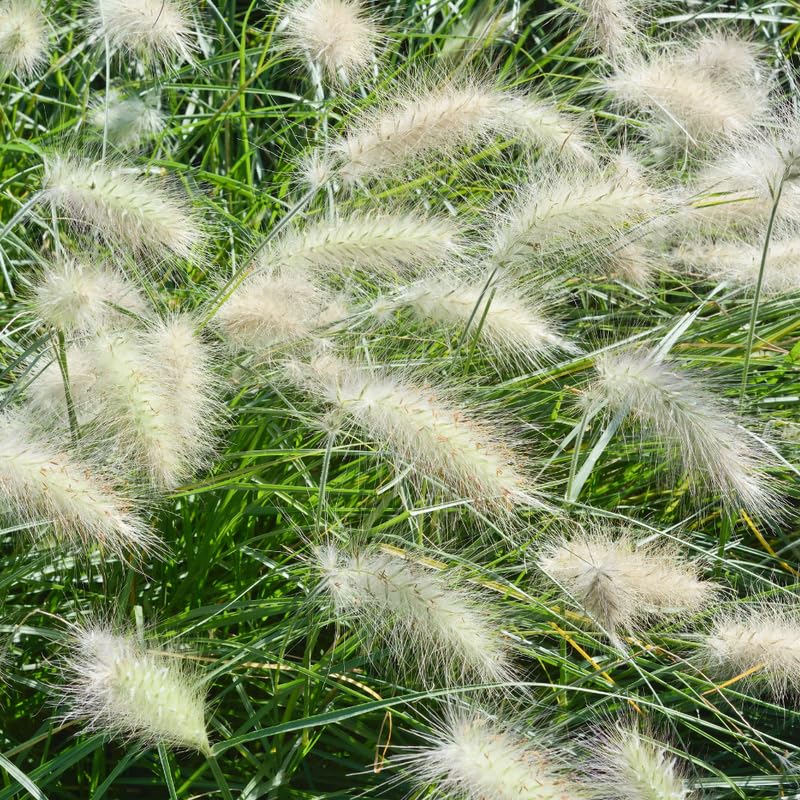 YOKEBOM 2 White Fountain Grass Plants Live for Planting, Ornamental Grass for Landscaping, Hardy Grasses Clupms 4-7 Inch Tall Well Rooted