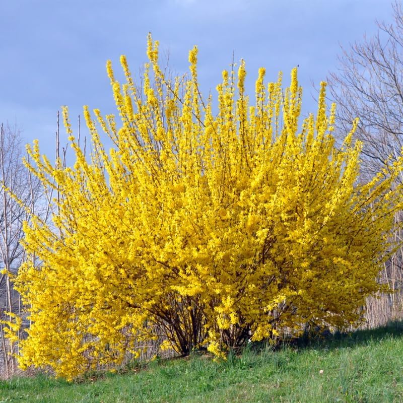 Set 2 Forsythia Bare Roots 6-12'' Tall, Lynwood Forsythia Tree Live Plant, 1 Year Old Seedlings for Growing Outdoor