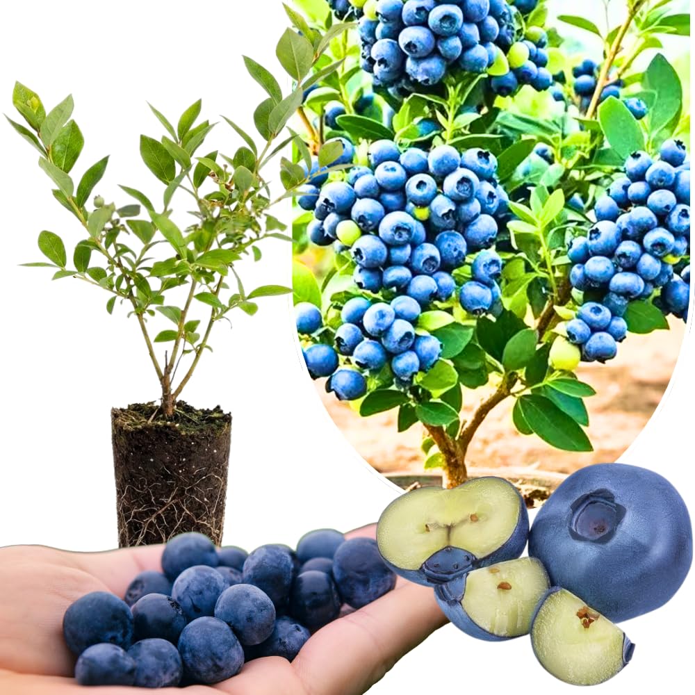1 Blueberry Bush Live Plant, Blueberry Plant Live for Planting Outdoor, 5-9 Inch Blueberry Fruit Trees, No Pot (Sharpblue Blueberry)