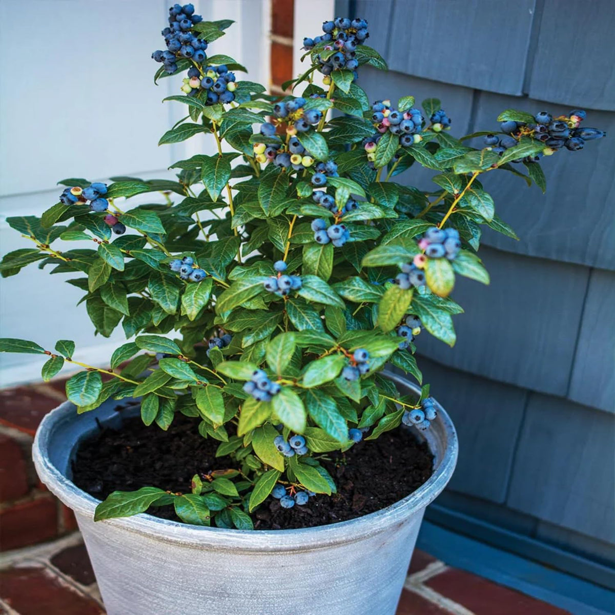 Set 2 Sunshine Blueberry Bushes Live Plants, Blueberry Plants Live for Planting, Blueberry Fruit Trees, 5-9 Inch Tall