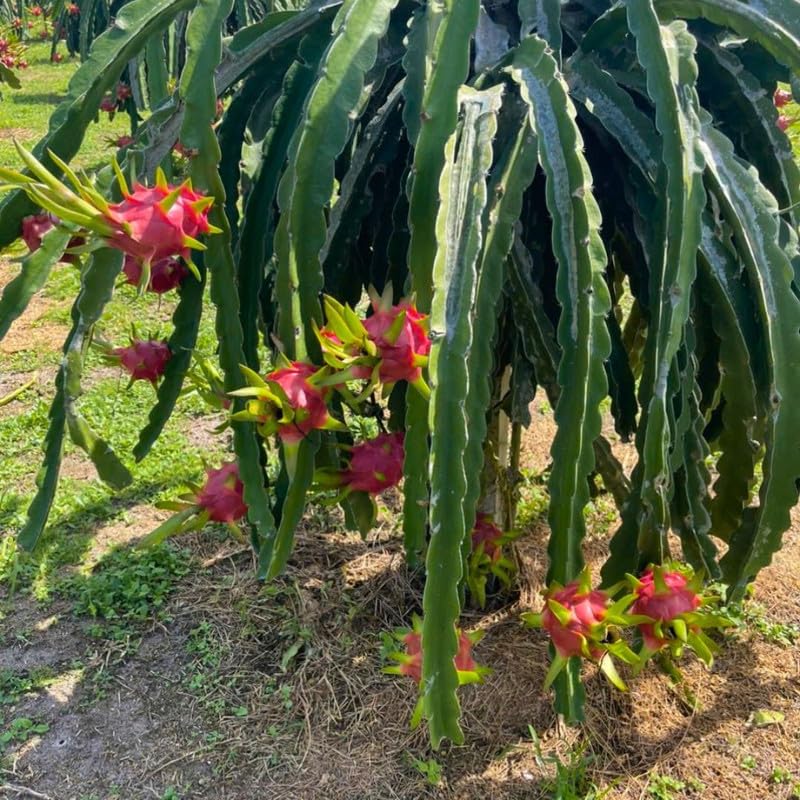 Live Red Dragon Fruit Plant 1-2 Feet Tall, Red Dragon Fruit Live Plant, Fruit Tree for Planting Outdoor