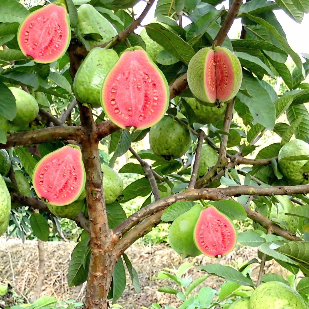 Live Ruby Guava Tree, Grafted Guava Plant, Tropical Fruit Tree, 4 Feet Tall, Ready for Growing