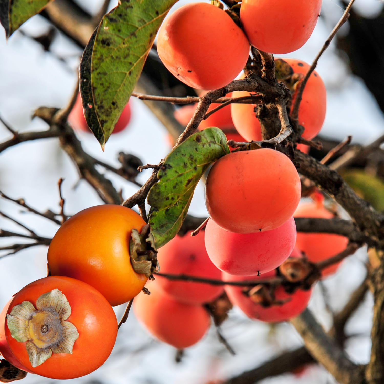 1 Year Old Persimmon Tree Live Plant Seedling, Cold Hardy, Sweet American Persimmon for Outdoor Spring Planting