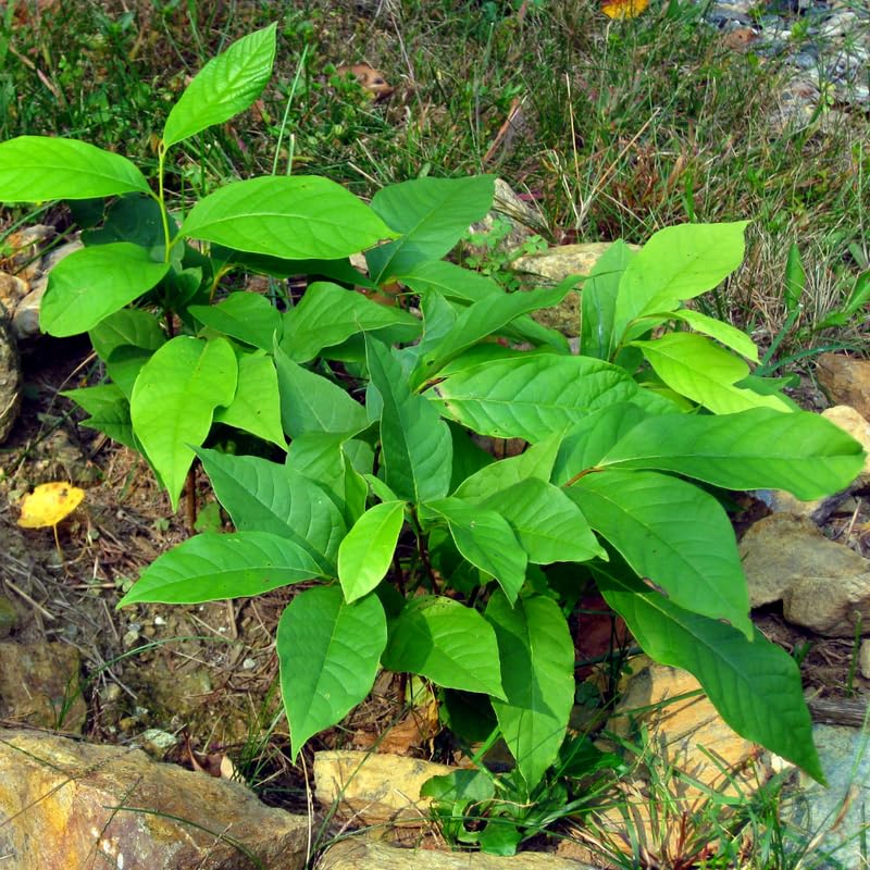 Pawpaw Tree Plant Live, 9 Months Old Asimina Triloba Paw Paw 6-12" in Tall, Fruit Tree with Sweet Custard-Like Flavor Spring Planting