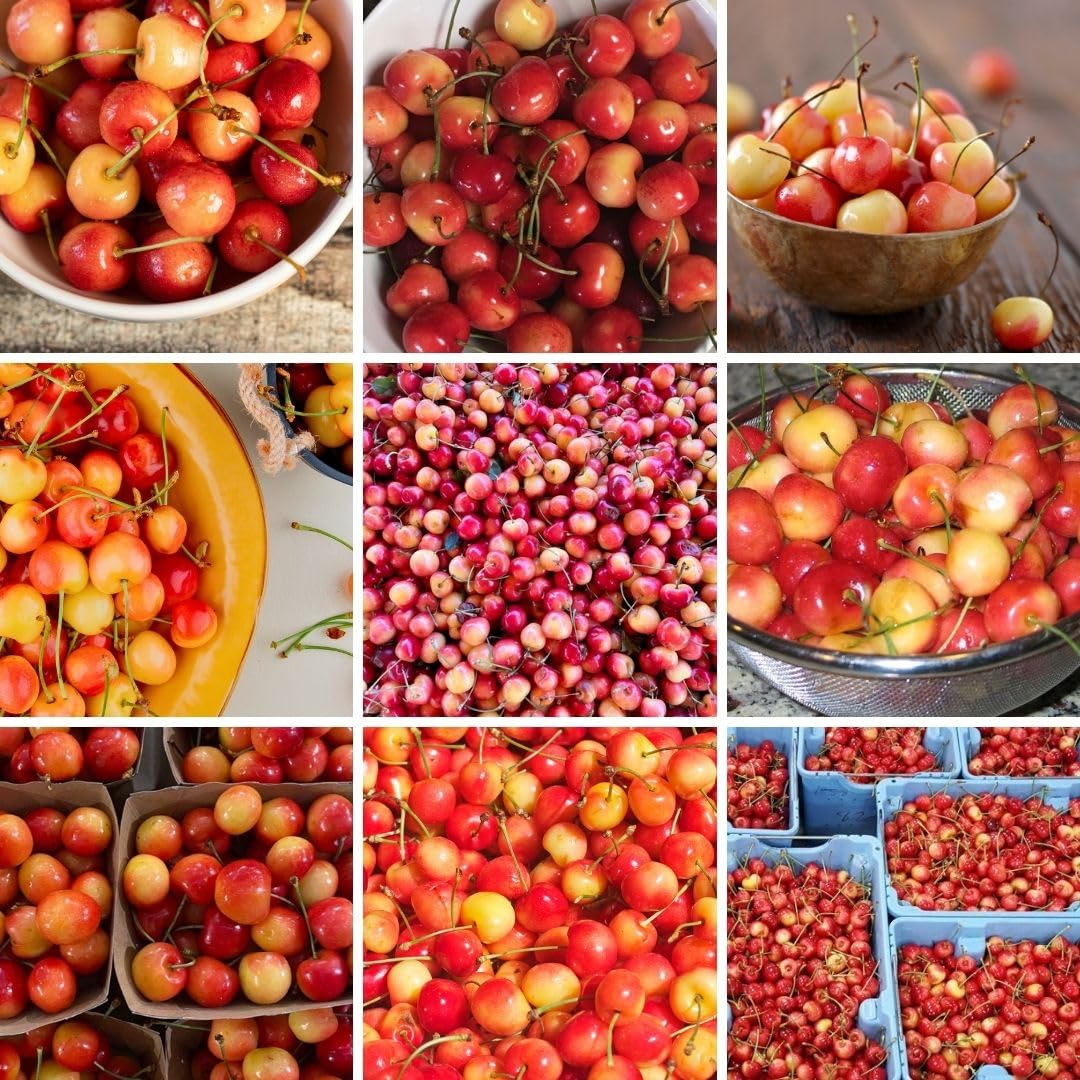 Rainier Cherry Trees Live Plants 3-4 Feet Tall, Sweet Cherry Fruit Plants Live 3 Gallon Pot, Hardy Fruit Trees for Planting in Garden, No Ship to CA