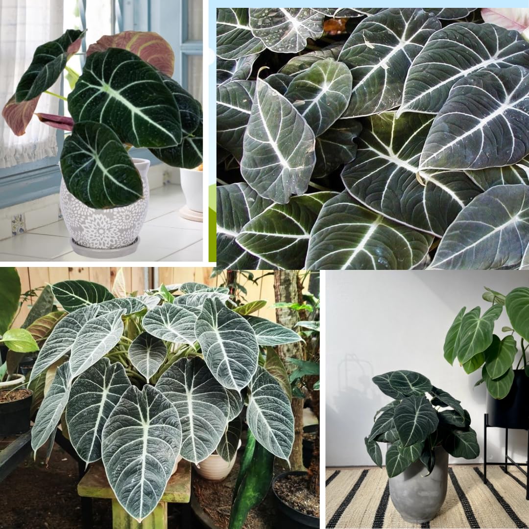 Black Velvet Alocasia Live Plant Houseplant, 4 to 7 Inc Tall, Alocasia Plant Live, Easy to Plant