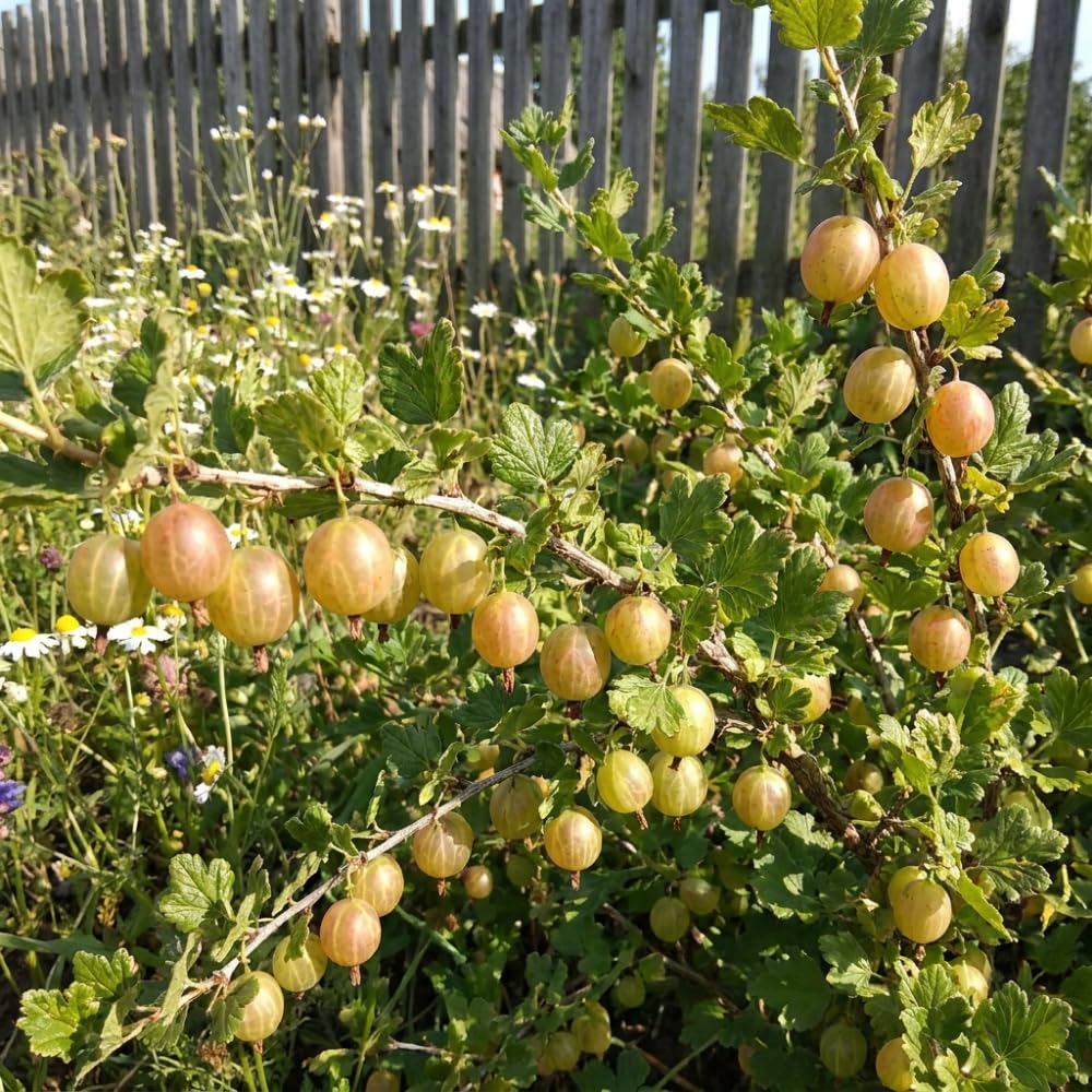 Sweet Gooseberry Plant Live, Edible Gooseberries, 5-8 Inch Tall