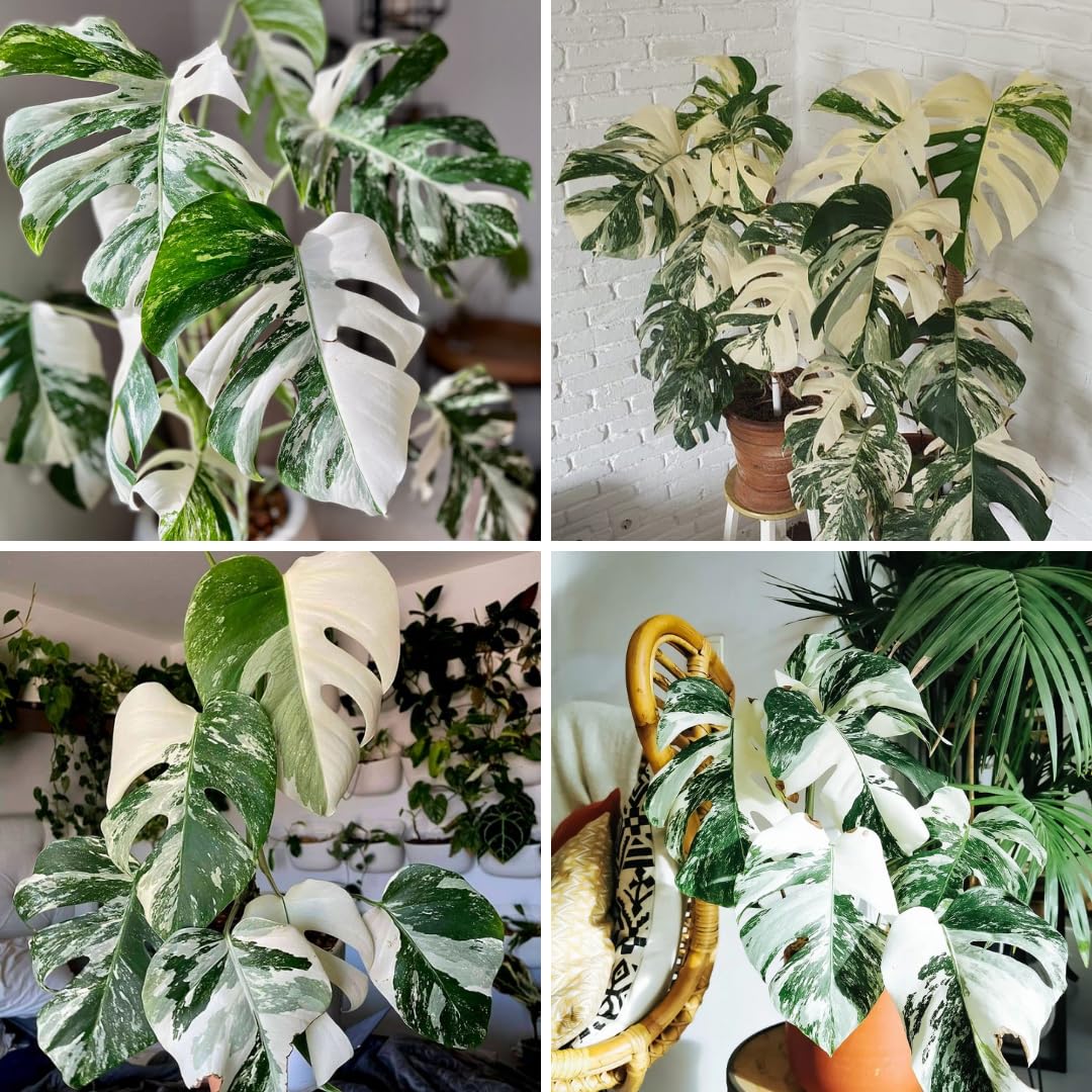 Monstera Live Plant, Variegated Monstera Plant, House Plant Live, from 4 to 6 Inches Tall