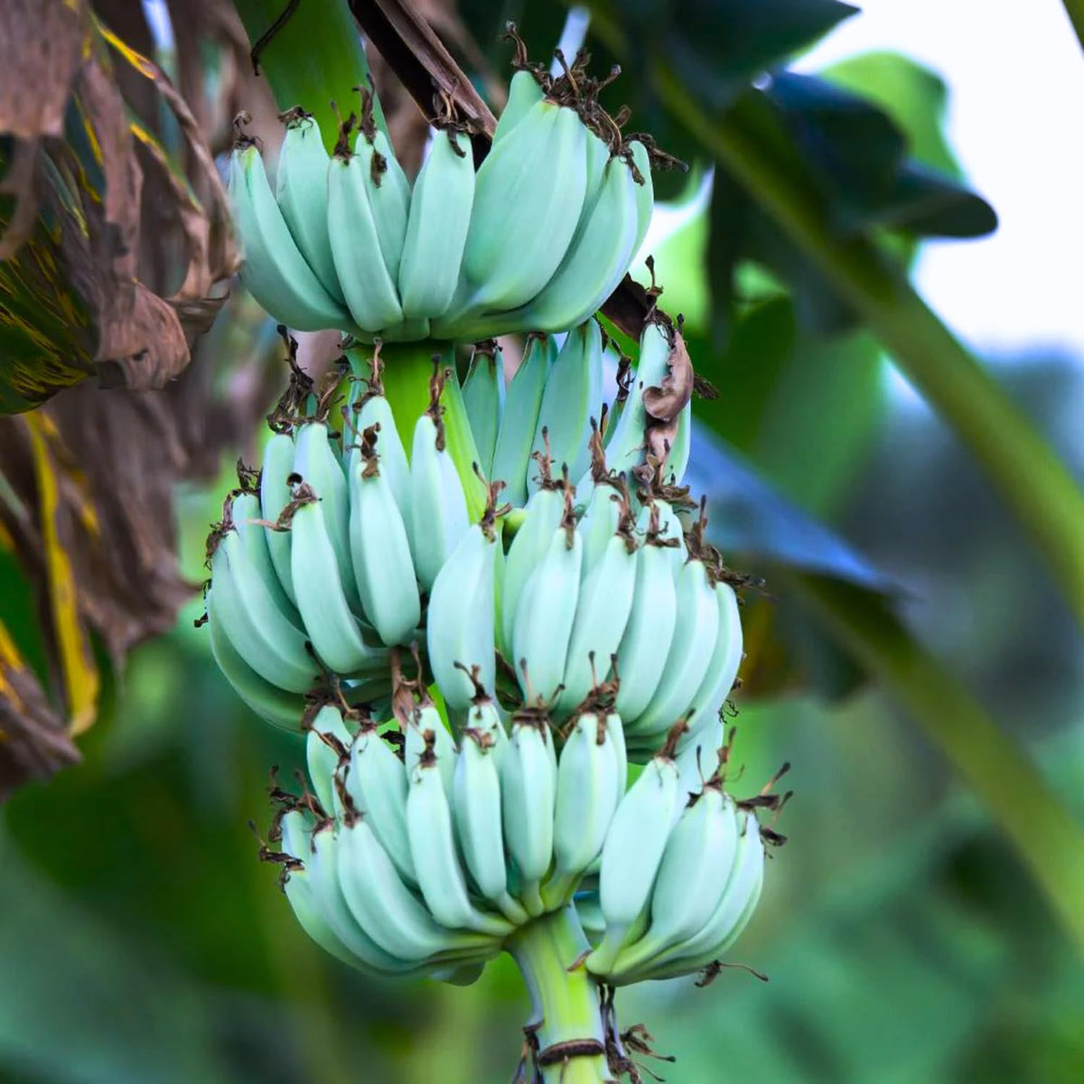 Banana Tree Live Plant, Cold Hardy Banana Plant Live, Tropical Banana Fruit Seedling, Well Rooted 4-8 Inch Tall (Blue Ice Cream Banana)