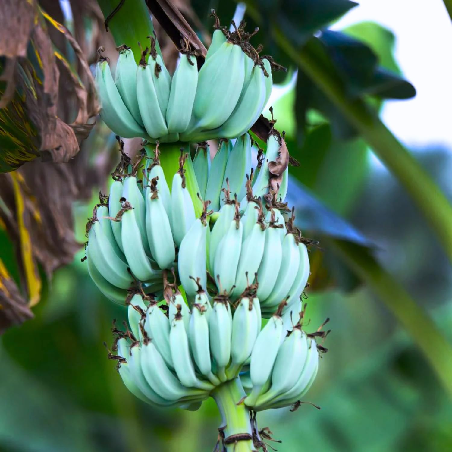 Rare Banana Tree Live Plant, 4-8" Tall, Banana Plant Live Well Rooted, Cold Hardy Tropical Banana Fruit Seedling (Blue Ice Cream Banana)