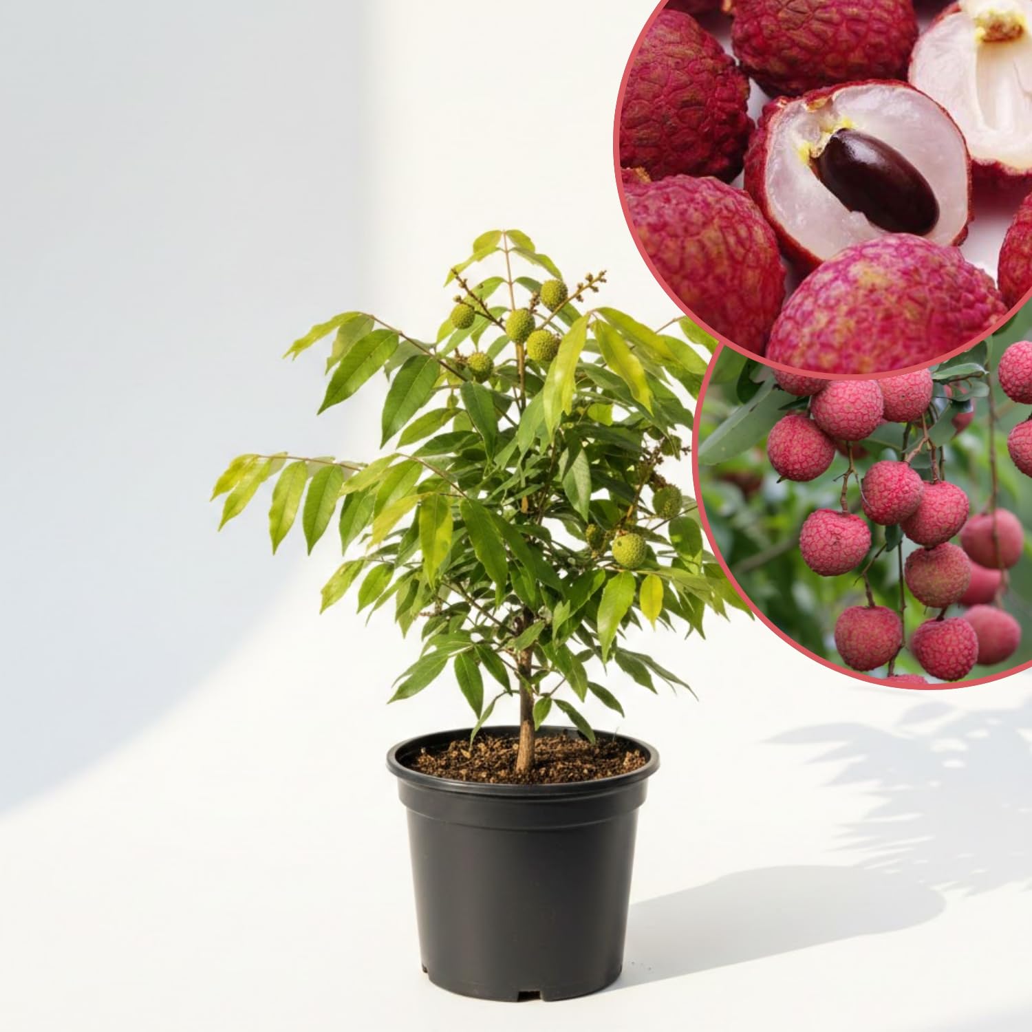 Lychee Tree Live Plant, Sweet Lychee Fruit Tree, Tropical Fruit for Edible Garden, 3-4 Ft in 3 Gallon Pot, No Ship to CA