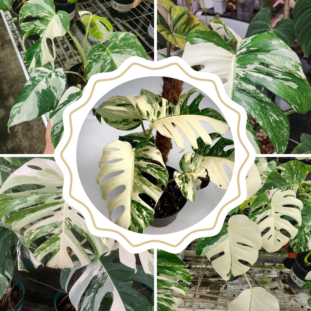 Variegated Monstera Plant Live, Monstera Live Plant from 4 to 6 Inches Tall, House Plant Live Garden