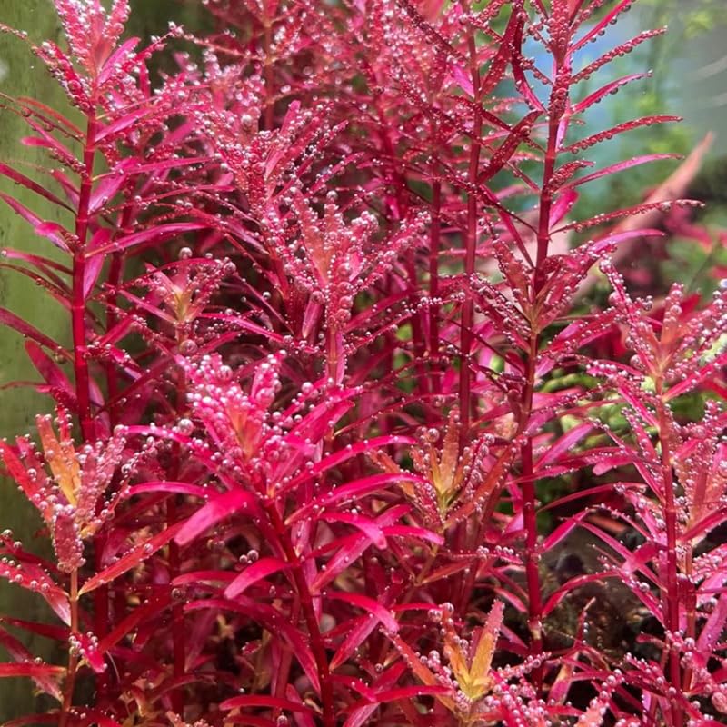 H'ra Red Rotala Rrotundifolia Aquarium Plants Live, 1 Bundle Rotala Aquatic Plants, No Root, 5 to 7 Stems, Live Aquarium Plants, Freshwater Aquarium for Planting