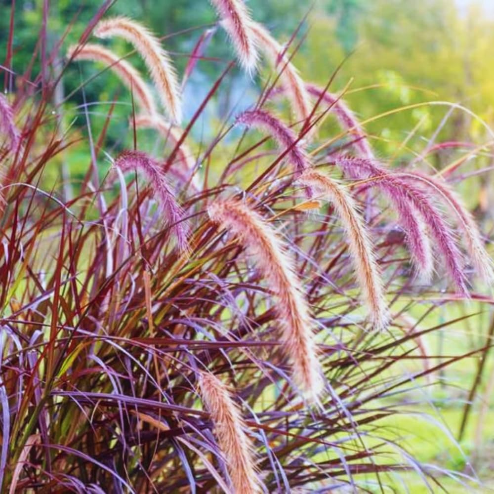 3 Purple Fountain Grass Plants Live, Ornamental Grass Plant for Growing, 5 to 7 Inches Tall Live Plant, Easy to Plant
