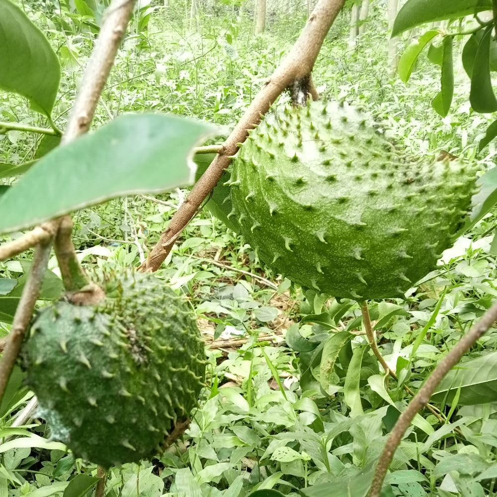 Soursop Tree Live Plant for Planting in Garden, 3 Gallon Pot, Tropical Guanabana Tree 2-3ft Tall, Grafted High Yield Tropical Tree, No Ship to CA