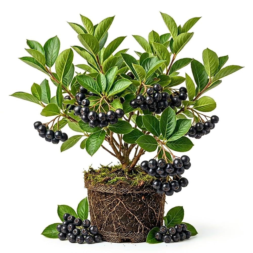 Black Chokeberry Plant Live, Sweet Chokeberry Fruit Plant, 4-6 Inch Tall