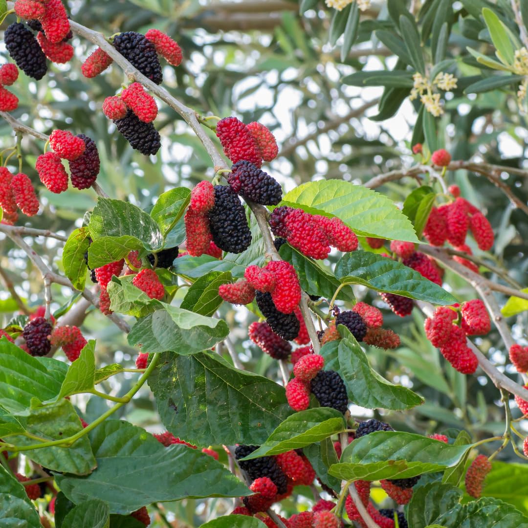 Mulberry Tree Live Plant, Sweet Mulberry Plant, 2-3 Feet Tall for Outdoor Garden