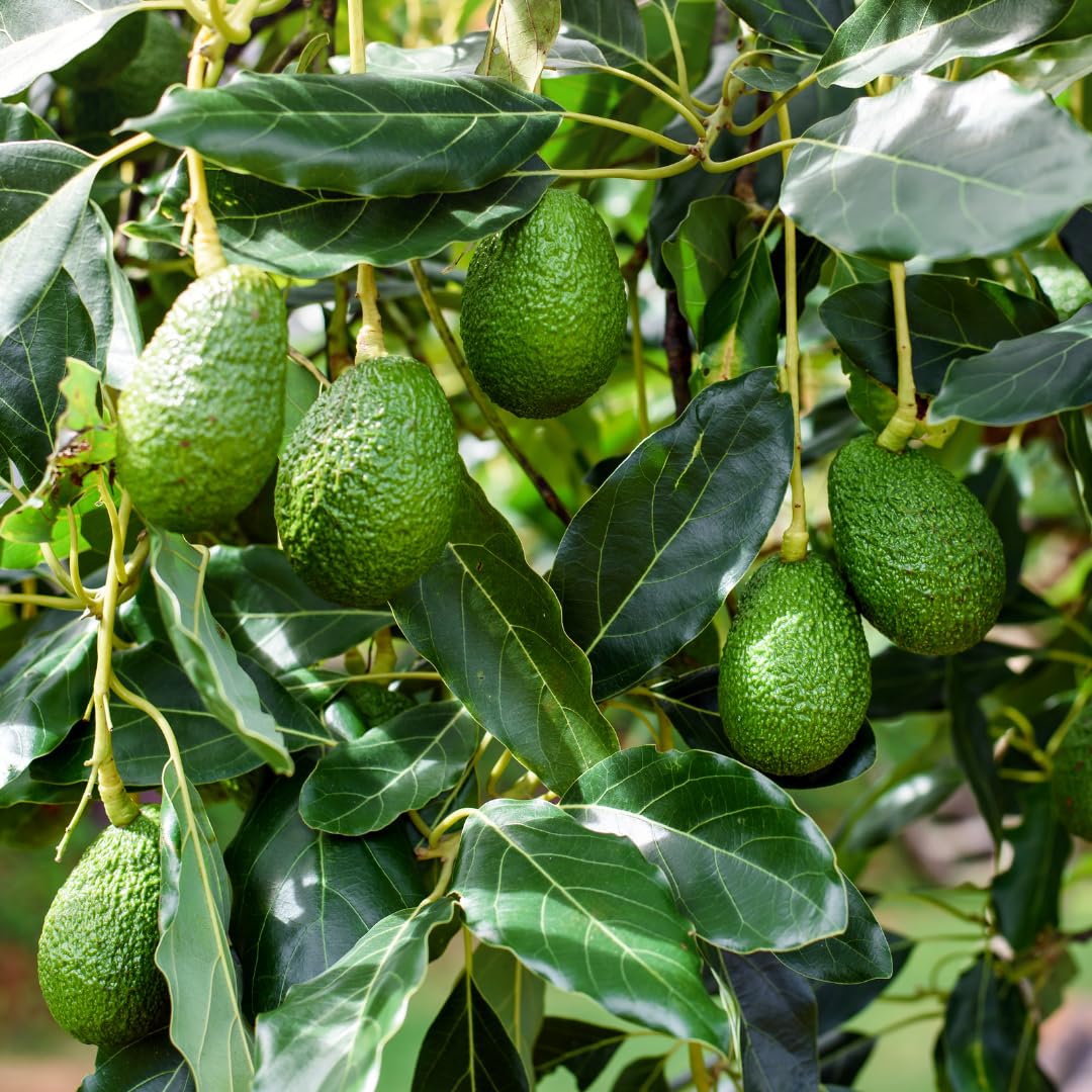 HASS Avocado Tree Live Plant, 2-3 Feet Tall, Avocado Fruit Tree in 3 Gallon Pot for Patio, Container, and Outdoor Garden Growing