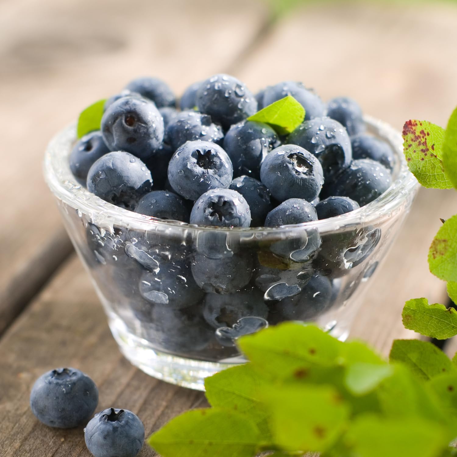 Blueberry Plant 2-3 Feet Tall in 2 Gallon Pot, Live Fruit Bush for Garden, Patio Containers, Backyard Growing, No CA (Prince)