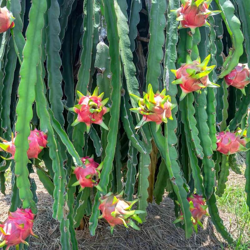 Dragon Fruit Plant Live in 3 Gallon Pot, Tropical Dragon Fruit Vine Plant, Sweet Fruit Cactus for Outdoor Growing