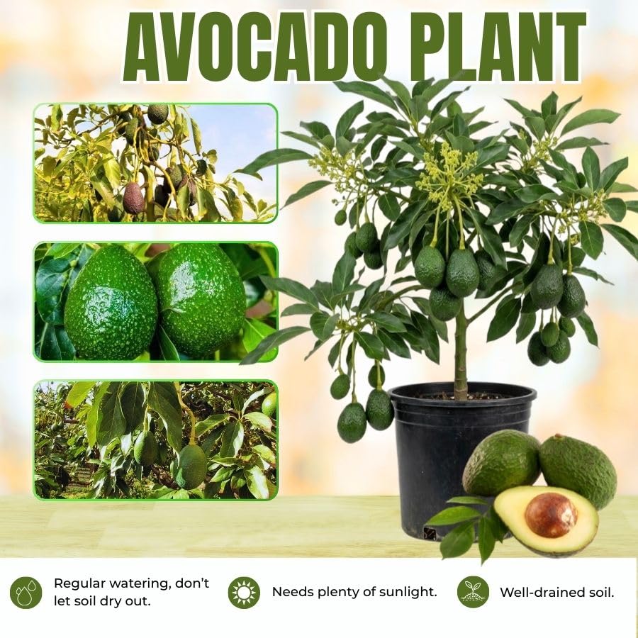 Live Grafted Avocado Fruit Tree 1.5-2.5 Feet Tall, Avocado Fast-Growing Fruit Tree Plant for Your Garden