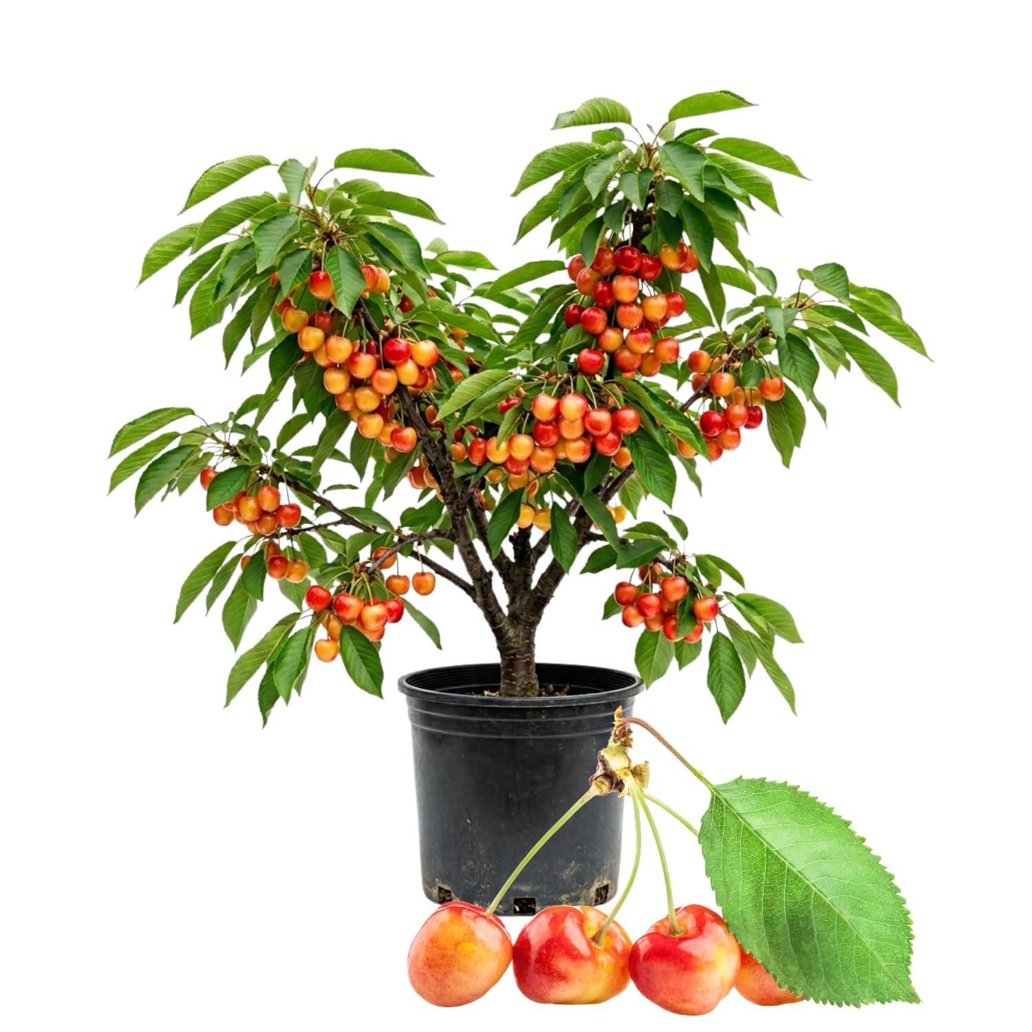 Cherry Tree Live Plant, Cherry Fruit Plant 3-4 Feet Tall in 3 Gallon, Sweet Fruit Tree, Cold Hardy for Outdoor Growing (Rainier Cherry)