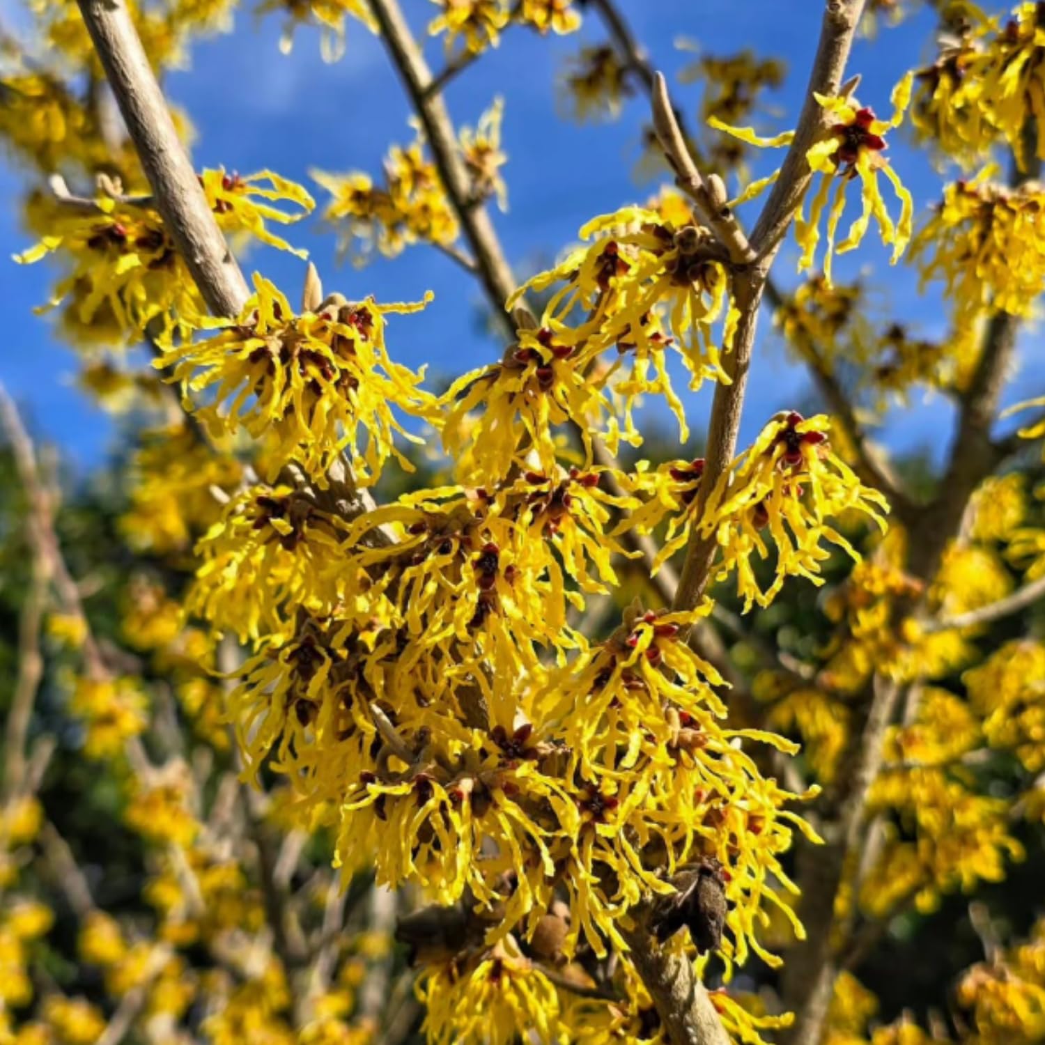 2 Witchhazel Bare Root Plant Live, Yellow Flowering Bushes, 12-16'' Tall, Witch Hazel Plant for Outdoor Garden