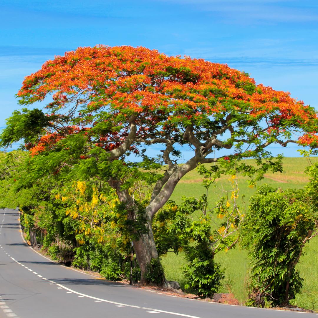 Tropical Red Flamboyant Tree Live Plant, Royal Poinciana Flowering Tree, 2-3 Feet Tall in 1 Gallon Pot for Backyard Landscapes, No Ship to CA