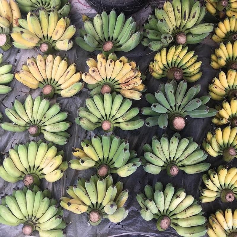 Sweet Banana Plant Live for Planting, Banana Trees Live Plants for Outdoor Indoor Planting, Cold Hardy, 4-7" in Tall, No Pot, Musa Plant