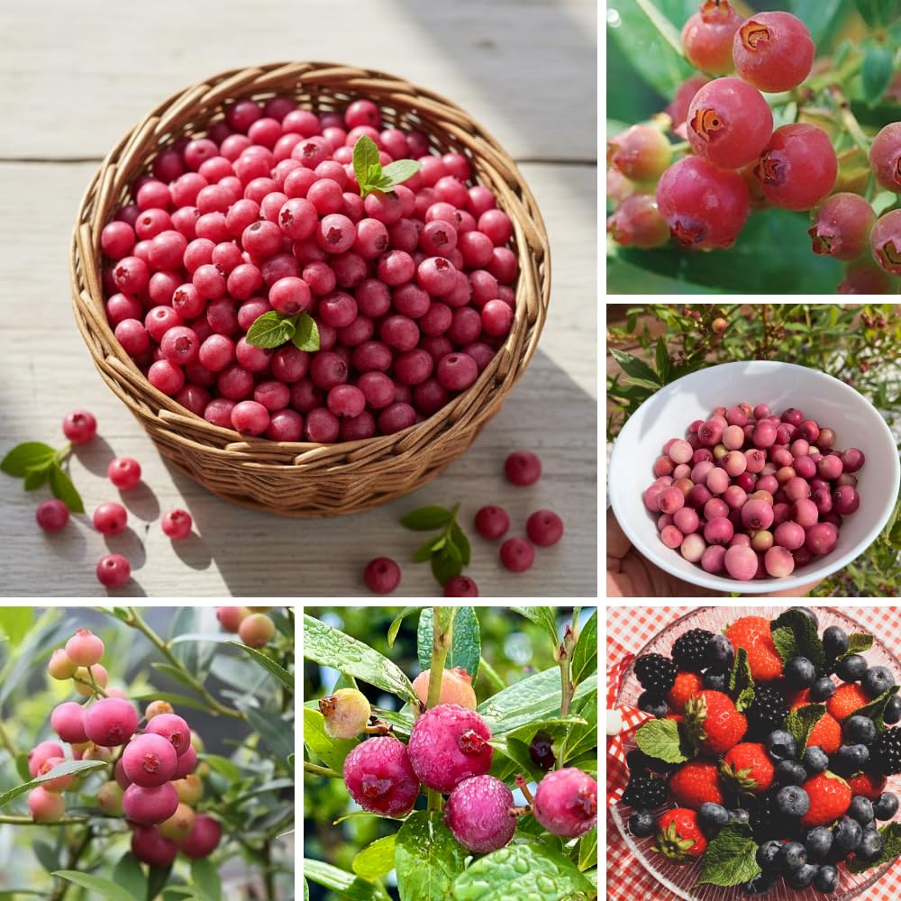 Pink Lemonade Blueberry Bushes Live Plant, Blueberry Plants Live for Planting, Pink Fruit Tree, 1 Feet Tall in 1 Gallon Pot, Outdoor Gardening, No Ship to CA