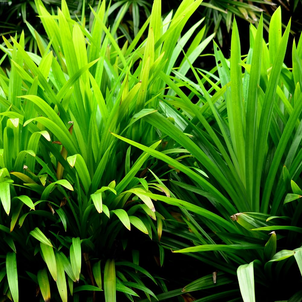 Pandan Plant Live, Fragrant Pandan Herb for Outdoor Garden, 4 to 6 Inches