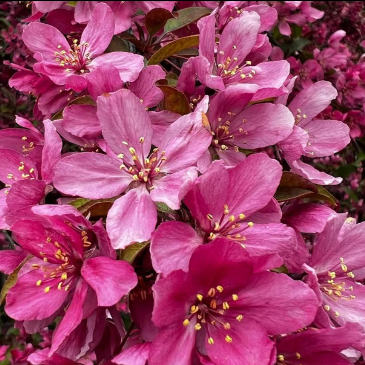Eastern Redbud Tree Plant Live, Pink Purple Redbud Plant 1-2 Feet Tall, Hardy Ornamental Flowering Tree for Outdoor Landscape
