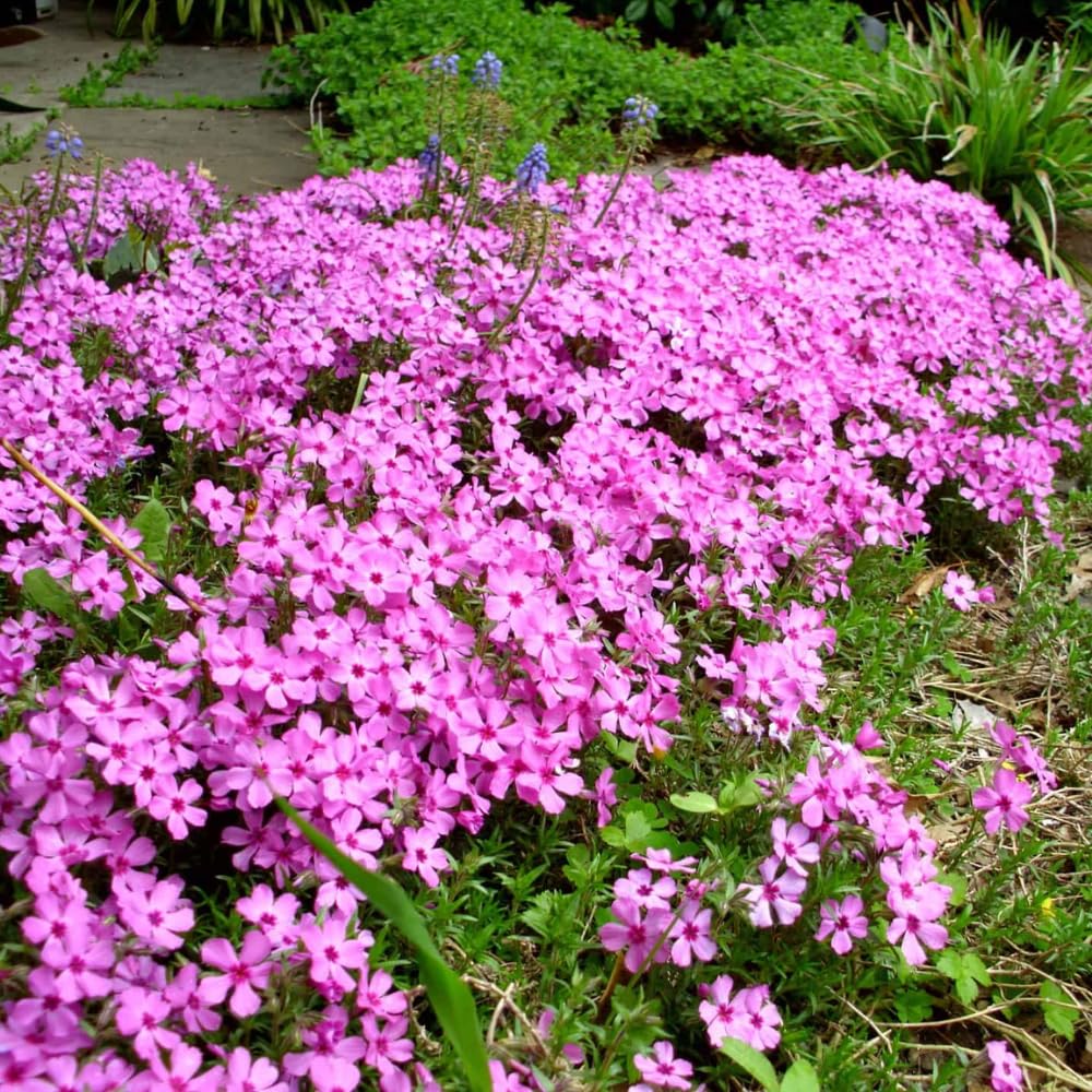 2 Pink Creeping Phlox Plants Live Perennials, Creeping Phlox Live Plants, 4-6 Inch Tall, Ornamental Phlox Flowers Seedlings